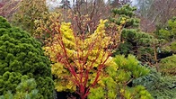 Red bark Japanese maple - Amazing maples & Crazy Conifers - YouTube