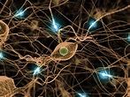Nerve | Definition, Facts, & Examples | Britannica