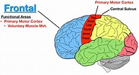 Lobes of the Brain: Cerebral Cortex Anatomy, Function, Labeled Diagram ...