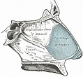 Nasal septum - Wikipedia