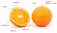 Parts of a citrus fruit - Citrus and Life ~ Exotic and Sustainable ...