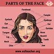 Parts of the Face: Useful List of 15+ Face Parts Names in English ...
