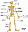 El Cuerpo Humano: Los huesos
