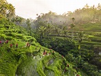 Tegalalang Rice Terrace in Ubud- A Guide to Bali's Most Beautiful Rice ...