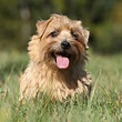 Norfolk Terrier Breed Guide - Learn about the Norfolk Terrier.