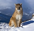 Puma - Wiki Reino Animalia