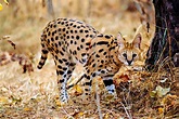 10 Large And Small Types Of African Cats - A-Z Animals