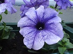 File:Purple Petunia.jpg - Wikipedia