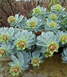 Euphorbias: Plant Care and Collection of Varieties - Garden.org
