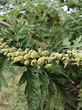 Ambrosia arborescens Mill.