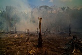 See Photos of the Amazon Rainforest Fires in Brazil | Time