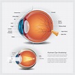 Anatomy Of The Eye Human Eye Anatomy Eye Anatomy Huma - vrogue.co