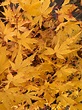 Buy Acer palmatum 'Winter Red' Coral Bark Japanese Maple – Mr Maple ...