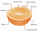 The orange fruit and its products | Orange Book