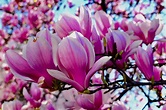 Magnolia Flower Meaning and Symbolism – A to Z Flowers