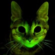 Incredible Photos of Animals That Can Glow in the Dark | Reader's Digest
