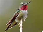 Broad-tailed Hummingbird | Celebrate Urban Birds