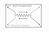 Crisafulli model for (a) compression/tension struts and (b) shear ...