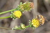 File:Bidens pilosa var. pilosa and bee s3.JPG - Wikimedia Commons