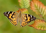Painted Lady | Butterfly Conservation