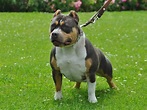 The Tri Color American Bully: Why it has an Uncommon Three-colored coat ...