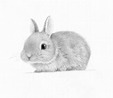 How to draw a rabbit (bunny) easily [Tutorials for beginners]