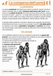 L Uomo Di Neanderthal Scuola Primaria - gheguilar