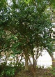庭園樹~森氏紅淡比(四張圖)＠我的空中花園(1)｜PChome 個人新聞台