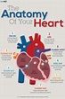 Infographic : The Anatomy of your heart