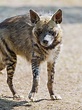 One of the striped hyenas of the park walking in his/her enclosure ...