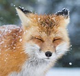 ¡20 Imágenes de zorros en la nieve que derretirán tu corazón! | Planeta ...