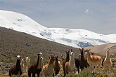 Noticia: Cambio climático y camélidos andinos