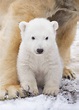 4 months old polar bear cub seen outside its outdoor enclosure, RZSS ...