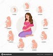 Pregnant woman and embryonic development month by month cycle from 1 to ...