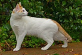 Arabian Mau Cat Info, Personality, Kittens, Pictures | Cat Breed Selector