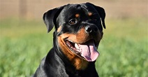 Rottweiler: características, carácter y cuidados