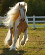+ 30 Imágenes de los caballos más bonitos del mundo para descargar y razas