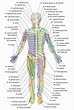 Qué es el sistema nervioso? (definición, concepto, función)