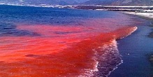 EEUU | Prueban con éxito un potencial tratamiento contra la marea roja ...