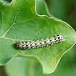 What Are Cutworms and How Do I Get Rid of Them? | The Family Handyman