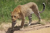 File:African leopard, Panthera pardus pardus, near Lake Panic, Kruger ...