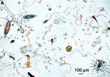 File:Marine microplankton.jpg - Wikimedia Commons