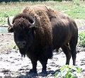 File:Bison Bull in Nebraska.jpg - Wikipedia
