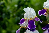 Iris pflanzen: So pflanzt man die Zwiebeln ein - Plantura