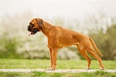 Boxer - Información sobre la raza de perros Boxer
