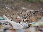 An Indian Wolf feeds from a garbage dump in the grasslands on the ...