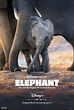 Elephant (Disney+) movie large poster.