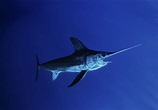 Swordfish: Habitat, Behavior, and Diet
