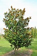 Magnolia grandiflora 'Galissonière' | Southern Magnolia, Evergreen ...