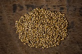 An Introduction to our Peated Malts - Bairds Malt